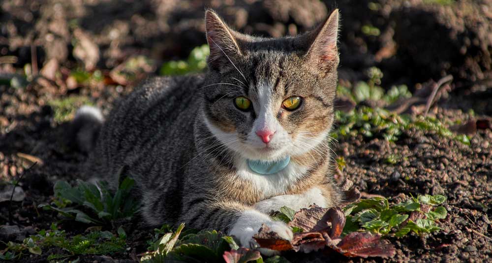 دالسيت لوث هدير Collier Electrique Pour Chat Libelinhadourada Com