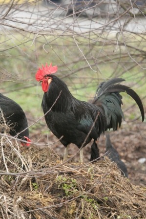 coq-landais