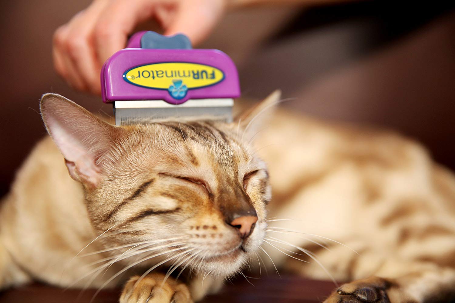 furminator-chat