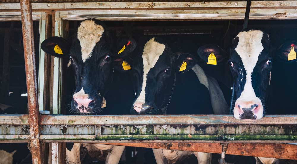 vaches-elevage