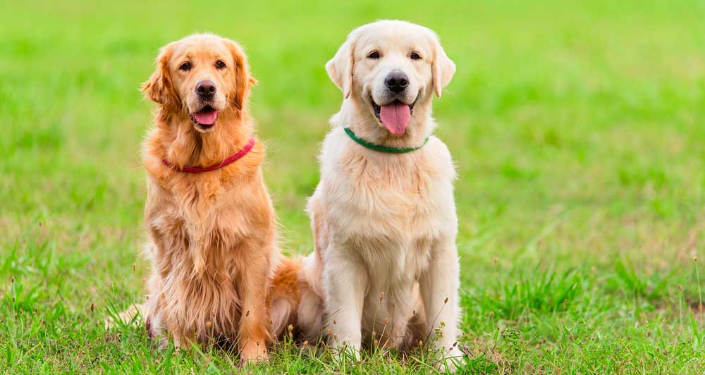 Construire une barriere pour chiot SANS TROUS NI VIS 