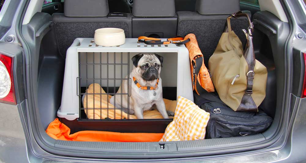 Caisse de transport pour chien : quel modèle choisir ? Test & Comparatif