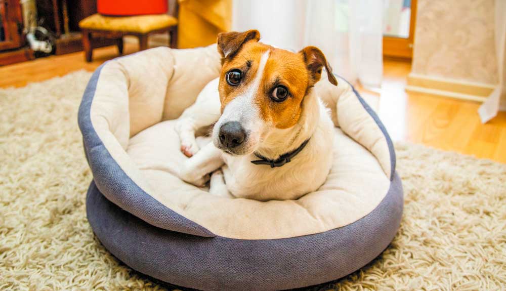 Comment calmer un chien anxieux ? 4 conseils
