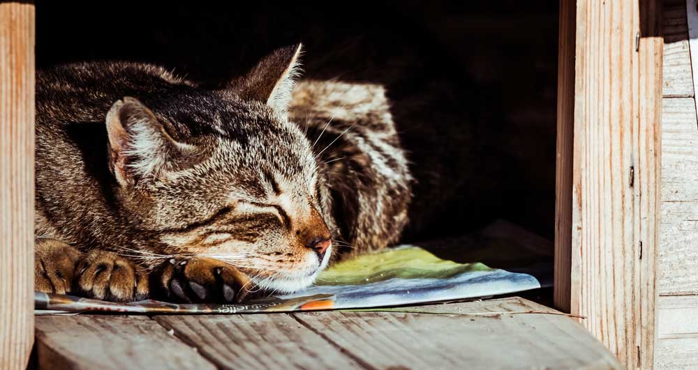 niche chat extérieur