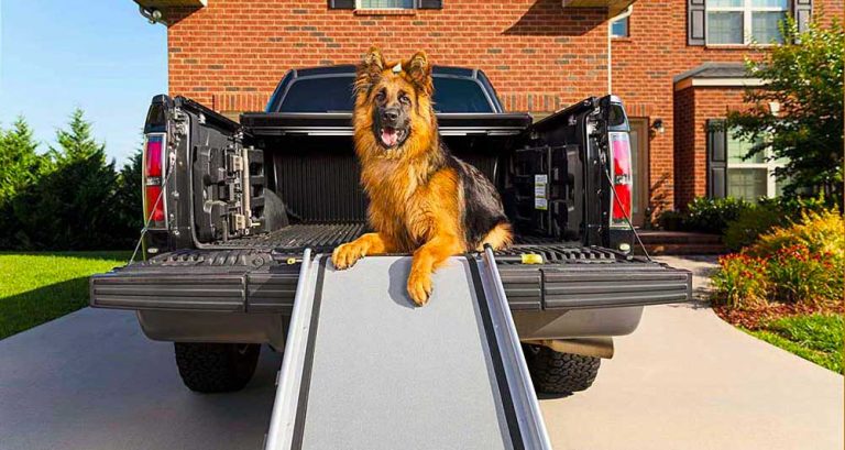 Rampe d'accès voiture pour chien : quel modèle choisir ? Comparatif