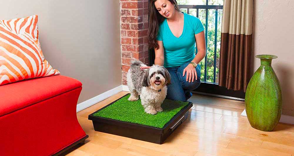 Comment choisir un tapis pour son chien ?