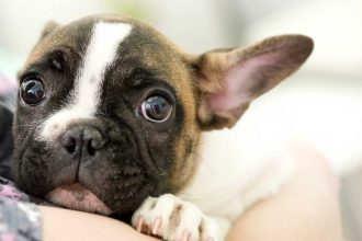 Anti stress chien : Quelles sont les solutions ?