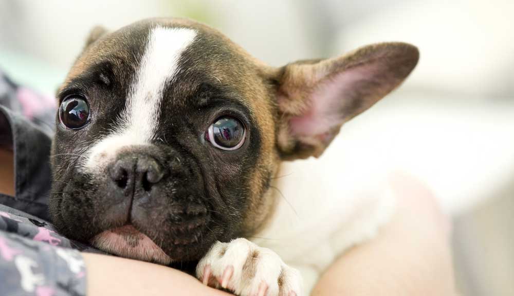 Anti stress chien  Quelles solutions son efficaces ? Nos conseils