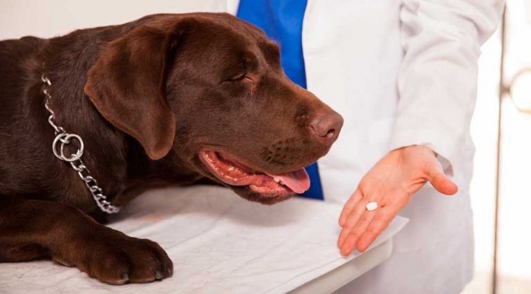 Anti stress chien  Quelles solutions son efficaces ? Nos conseils
