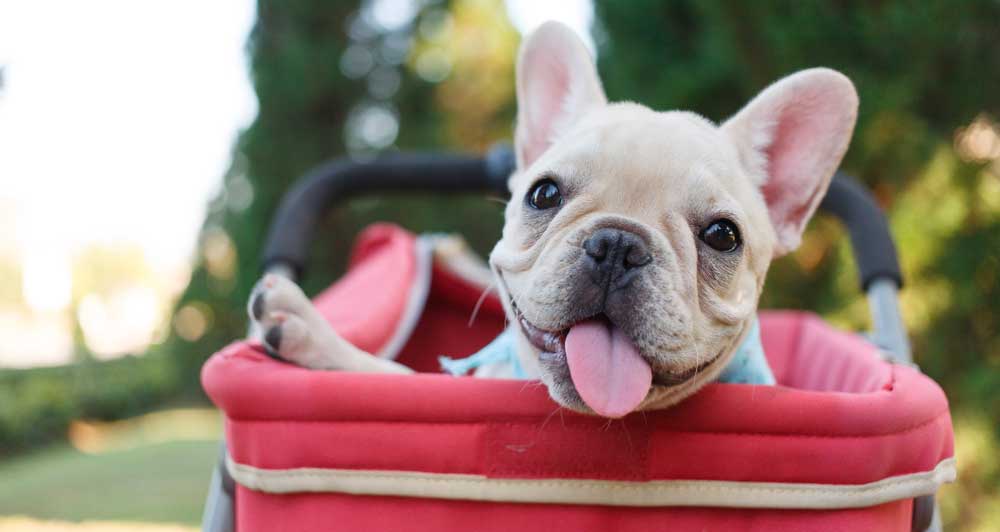 bouledogue dans sa poussette