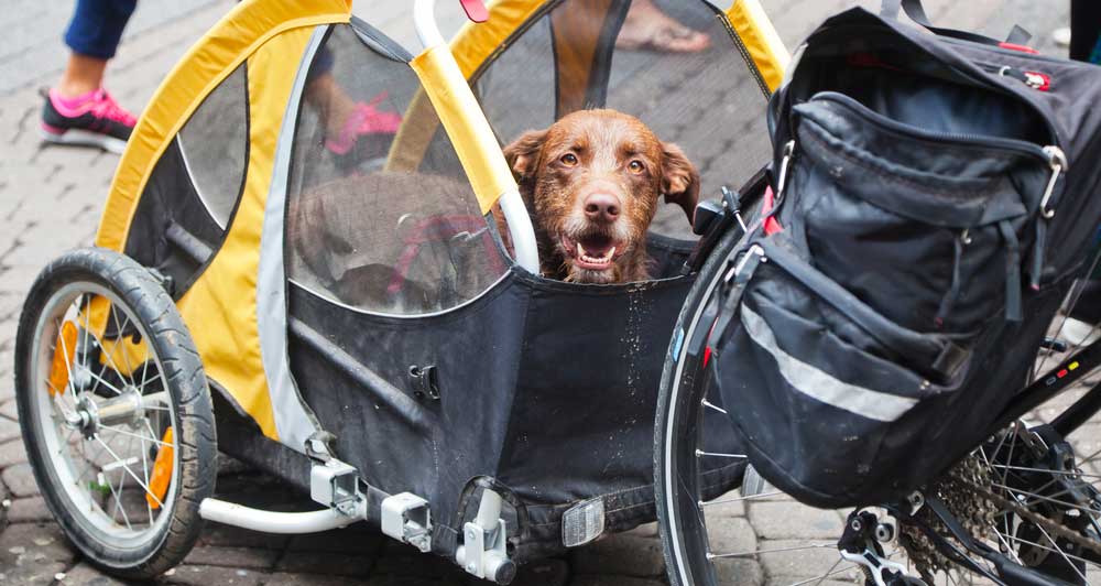 Remorque vélo pour grand chien Velobac