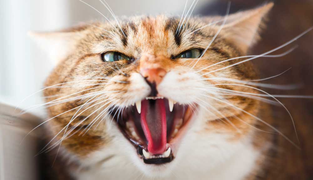 Mon Chat Ramene Des Souris Vivantes Comment Reagir Mon Chat Ramene Des Souris Vivantes Comment Reagir