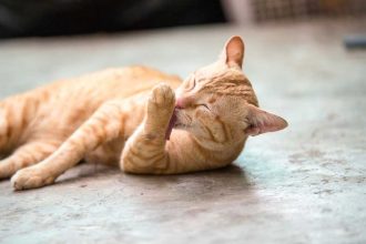 Mon chat perd ses poils sur le ventre et pattes : que faire