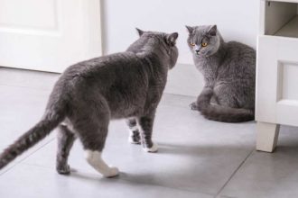 Adopter un deuxième chat : comment adapter 2 chats ensemble ?
