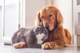Comment faire cohabiter un chien avec un chat (ou autre animal)