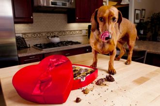 Mon chien a mangé du chocolat : c’est grave ?