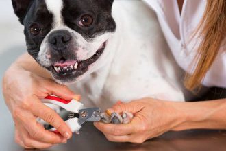 Comment bien couper les griffes de son chien