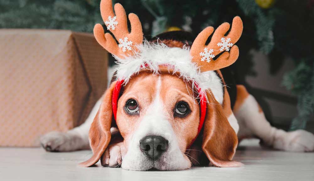 Quel cadeau de noel pour un chien ? Quelques bonnes idées