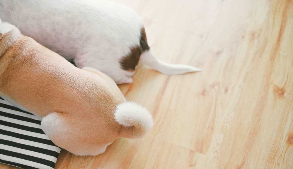 A Quoi Sert La Queue Du Chien On Vous Dit Tout A Quoi Sert La Queue Du Chien On Vous Dit Tout