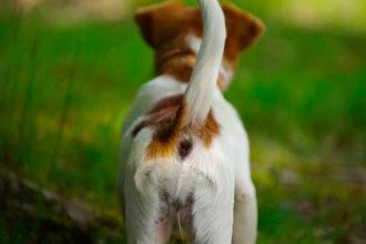Comment et pourquoi vider glandes anales de votre chien