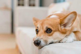 Faire stériliser sa chienne : bénéfices et conséquences