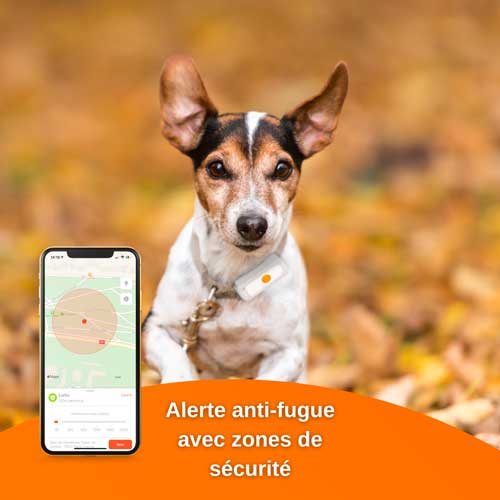 Collier GPS pour chien : Avis et Conseils pour ne pas vous faire