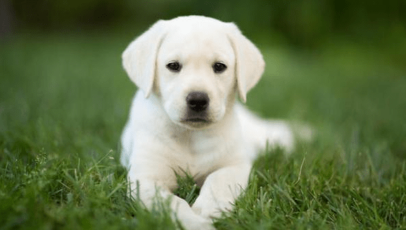 comment dresser un labrador