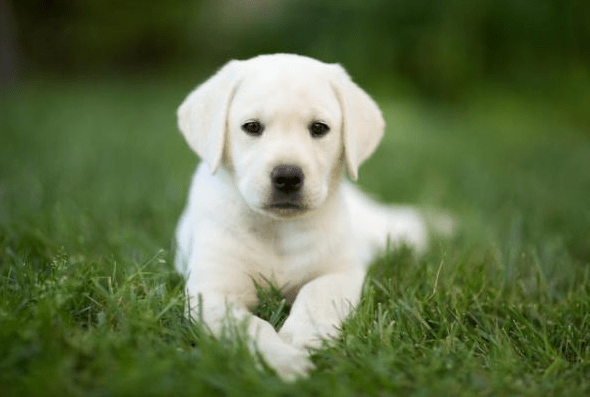 comment dresser un labrador