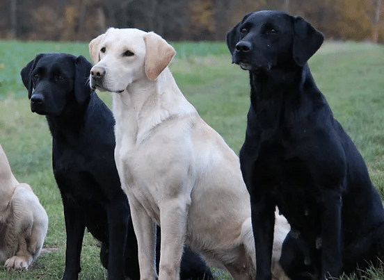 Conseil éducation labrador retriever