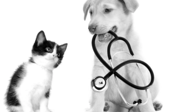 Assurances mutuelles pour chien et chat : attention aux arnaques !