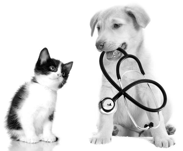 Assurance animaux : attention aux pièges