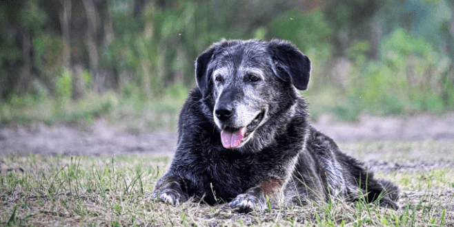 Conseil chien âgé