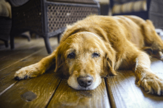 Conseil chien âgé