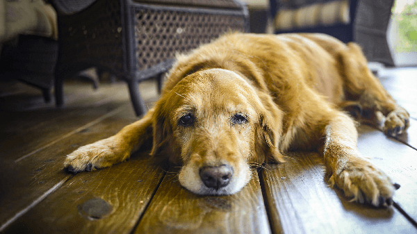 Conseil chien âgé