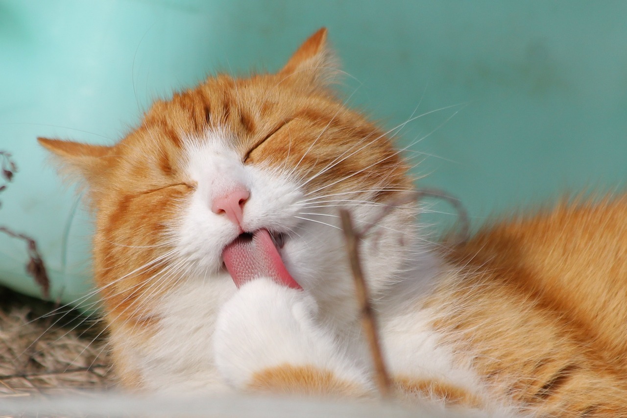 Chat faisant sa toilette