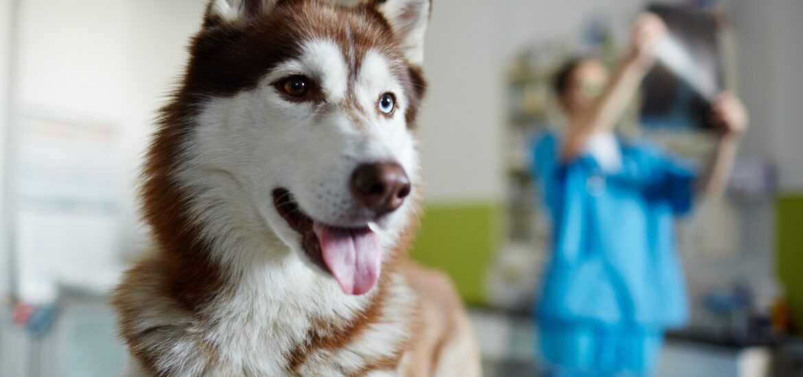 Spray anti-puce chien