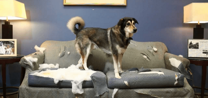 Animal qui abime un appartement