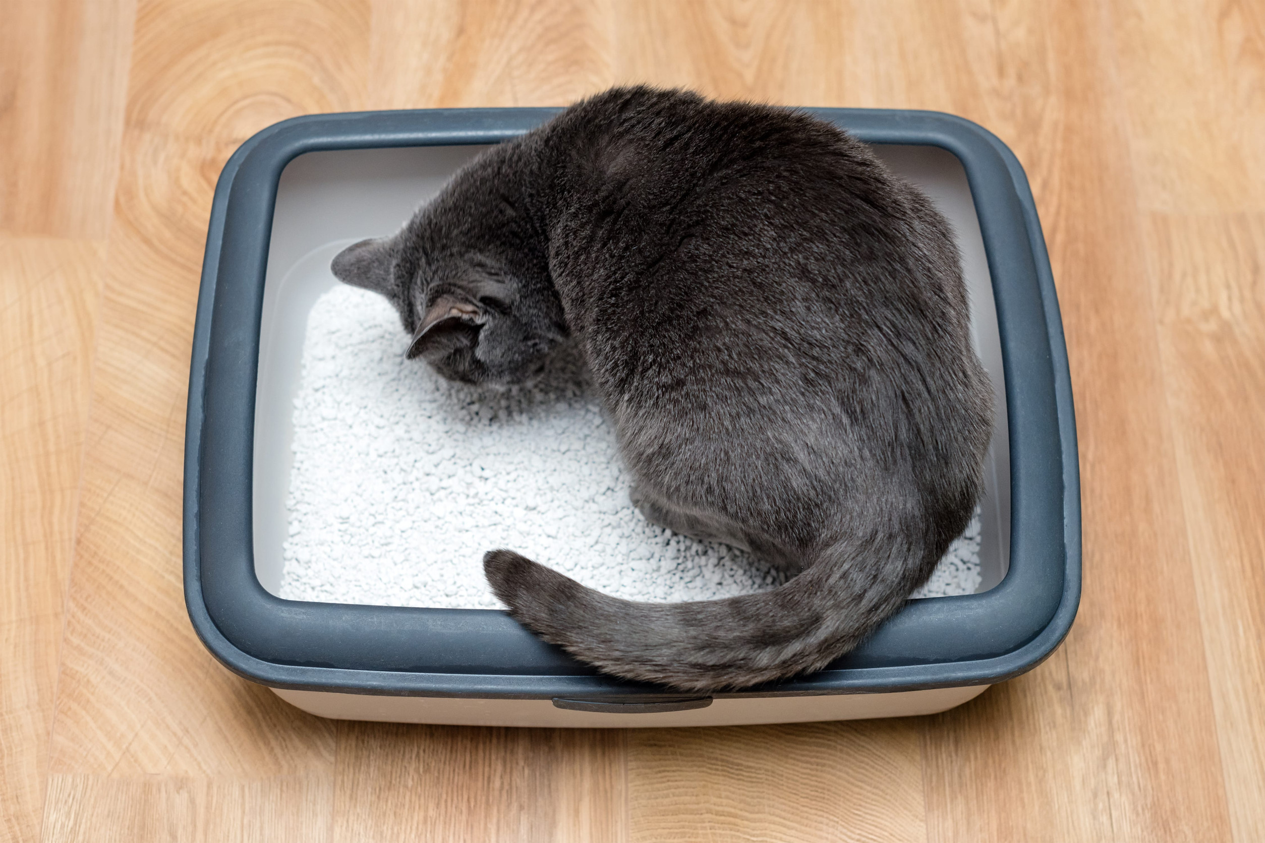 Litière pour chat